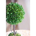 Декоративный искусственное растение Single boxwood варинант исполнения - 7 | Loft Concept в Липецке