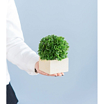 Декоративный искусственное растение Square boxwood варинант исполнения - 7 | Loft Concept в Липецке