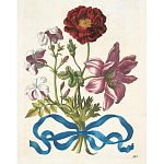 Книга цветов 22 постера Maria Sibylla Merian: 22 Pull-Out Posters варинант исполнения - 3 | Loft Concept в Липецке