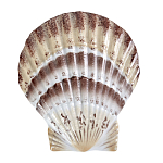 Фигурка из фарфора в виде ракушки морского гребешка Marine Tridacna варинант исполнения - 1 | Loft Concept в Липецке