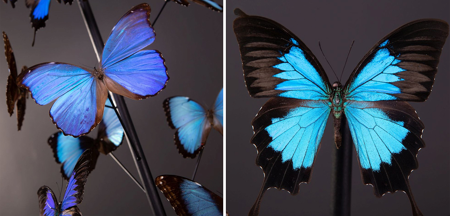 Статуэтка 14 Blue Butterflies Morphos Glass Box Статуэтка 14 Blue Butterflies Morphos Glass Box - Loft-Concept в Липецке