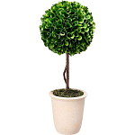 Декоративный искусственное растение Single boxwood варинант исполнения - 1 | Loft Concept в Липецке