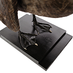 Настоящее чучело черного лебедя Black Swan варинант исполнения - 4 | Loft Concept в Липецке