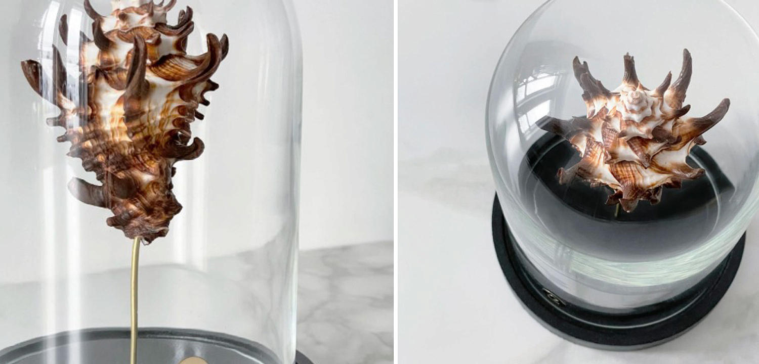 Статуэтка Vasum Tubiferum Glass Cloche Статуэтка Vasum Tubiferum Glass Cloche - Loft-Concept в Липецке