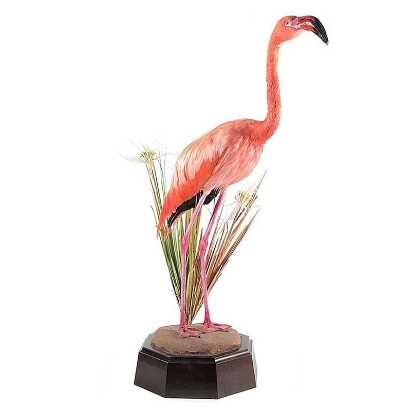 Настоящее чучело фламинго Pink Flamingo Розовый Коричневый Настоящее чучело фламинго Pink Flamingo Розовый Коричневый в Липецке | Loft Concept