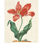 Книга цветов 22 постера Maria Sibylla Merian: 22 Pull-Out Posters варинант исполнения - 5 | Loft Concept в Липецке