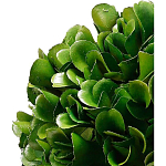 Декоративный искусственное растение Square boxwood варинант исполнения - 2 | Loft Concept в Липецке