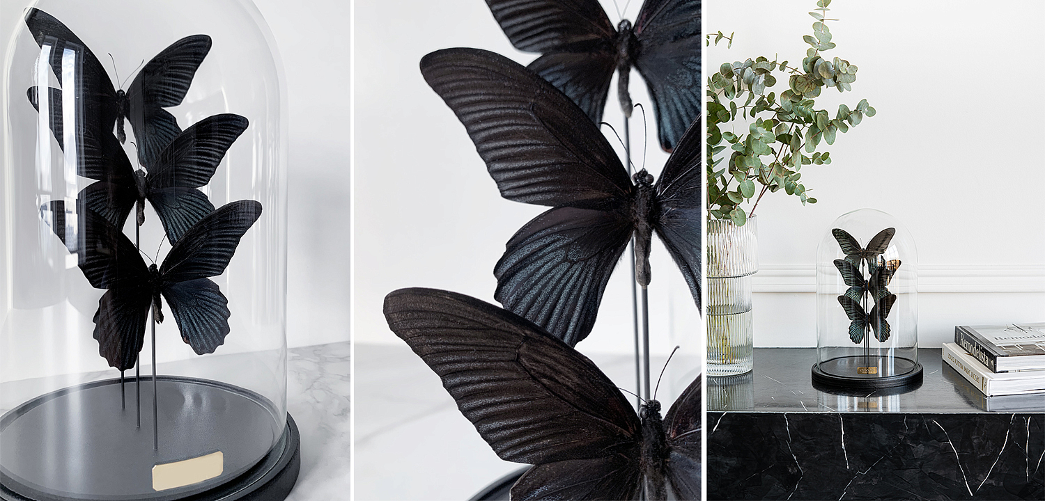 Статуэтка 3 Butterflies Papilio Memnon Glass Cloche Статуэтка 3 Butterflies Papilio Memnon Glass Cloche - Loft-Concept в Липецке