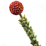 Статуэтка тропический фрукт  Tropical Fruit High Orange варинант исполнения - 2 | Loft Concept в Липецке