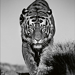 Книга Beusker. Look into my Eyes варинант исполнения - 6 | Loft Concept в Липецке