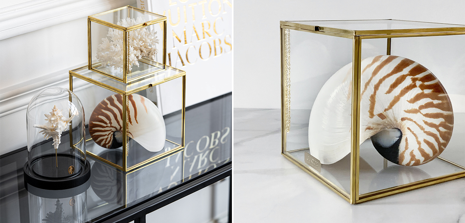 Статуэтка Nautilus Pompilius Glass Box M Статуэтка Nautilus Pompilius Glass Box M - Loft-Concept в Липецке