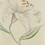 Обои ручная роспись Lilium Special Colourway on Ivory dyed silk варинант исполнения - 2 | Loft Concept в Липецке