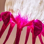 Торшер фуксия «Цветы из снов»  варинант исполнения - 4 | Loft Concept в Липецке