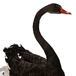 Настоящее чучело черного лебедя Black Swan варинант исполнения - 3 | Loft Concept в Липецке