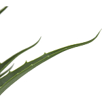 Декоративный искусственное растение Medium Aloe варинант исполнения - 2 | Loft Concept в Липецке