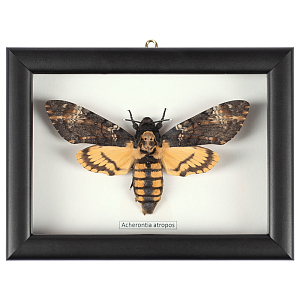 Аксессуар на стену Бабочка Acherontia atropos