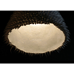 Светильник Acus варинант исполнения - 3 | Loft Concept в Липецке