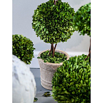 Декоративный искусственное растение Single boxwood варинант исполнения - 3 | Loft Concept в Липецке
