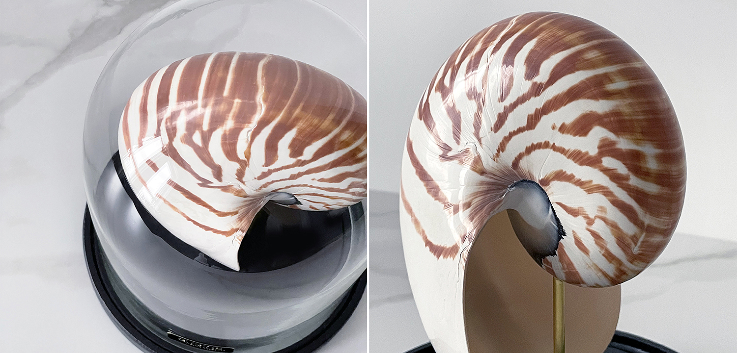 Статуэтка Nautilus Pompilius Glass Cloche Статуэтка Nautilus Pompilius Glass Cloche - Loft-Concept в Липецке