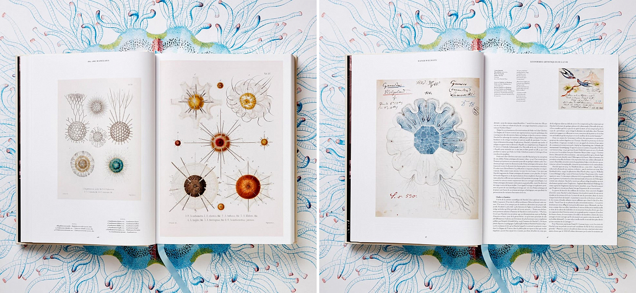 The Art and Science of Ernst Haeckel XXL The Art and Science of Ernst Haeckel XXL - Loft-Concept в Липецке