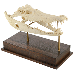 Натуральный Череп Крокодила на подставке