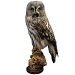Чучело Совы таксидермия варинант исполнения - 1 | Loft Concept в Липецке