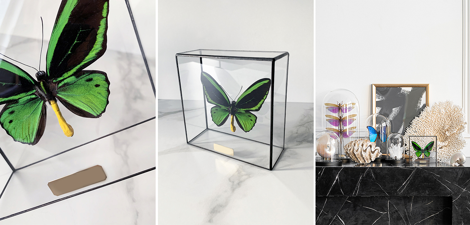 Статуэтка Butterfly Priamus Poseidon Glass Box Статуэтка Butterfly Priamus Poseidon Glass Box - Loft-Concept в Липецке