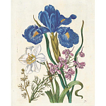 Книга цветов 22 постера Maria Sibylla Merian: 22 Pull-Out Posters варинант исполнения - 6 | Loft Concept в Липецке