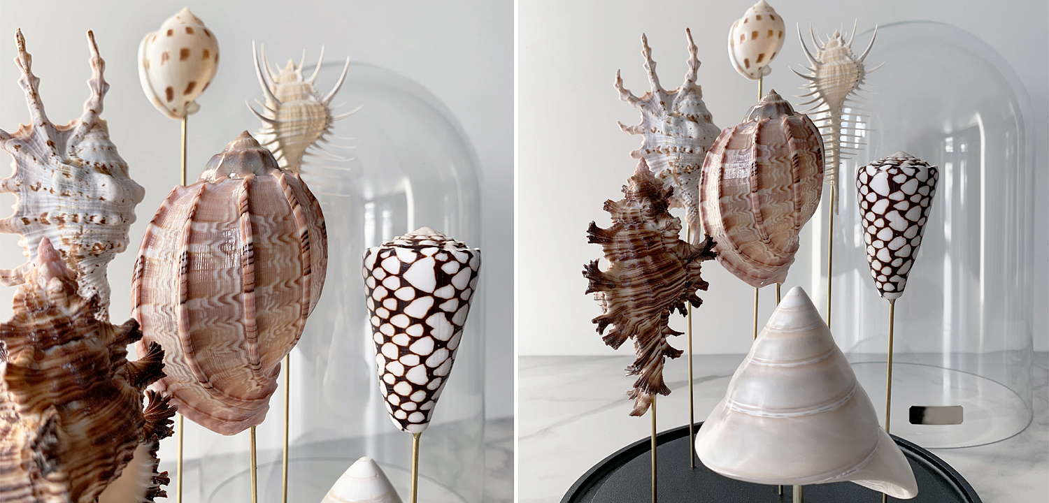 Статуэтка Shell Collection Glass Cloche 2 Статуэтка Shell Collection Glass Cloche 2 - Loft-Concept в Липецке