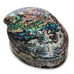 Шкатулка Shell Box III