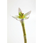 Статуэтка тропический фрукт Pandora Tropical Fruit Orange Two Flowers варинант исполнения - 3 | Loft Concept в Липецке