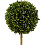 Декоративный искусственное растение Boxwood One варинант исполнения - 2 | Loft Concept в Липецке