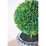 Декоративный искусственное растение Double boxwood варинант исполнения - 6 | Loft Concept в Липецке