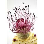 Статуэтка тропический фрукт Pandora Tropical Fruit Light Yellow Pink Flower варинант исполнения - 1 | Loft Concept в Липецке