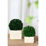 Декоративный искусственное растение Square boxwood варинант исполнения - 4 | Loft Concept в Липецке