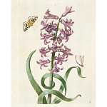 Книга цветов 22 постера Maria Sibylla Merian: 22 Pull-Out Posters варинант исполнения - 2 | Loft Concept в Липецке