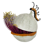 Статуэтка фантастический фрукт Exotic Tropical Fruit orange and white 67 варинант исполнения - 4 | Loft Concept в Липецке