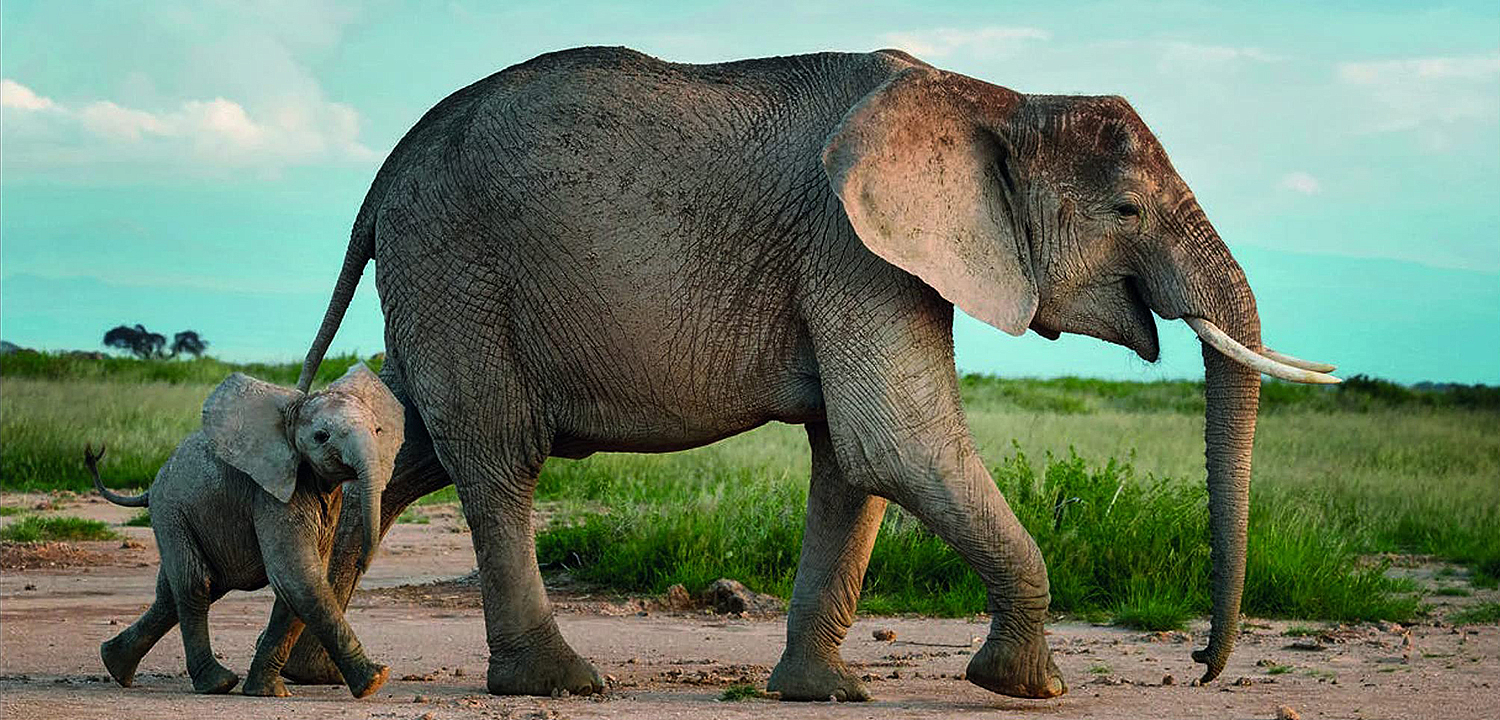 Книга Terrible Beauty: Elephant - Human - Ivory Книга Terrible Beauty: Elephant - Human - Ivory - Loft-Concept в Липецке