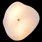 Бра в форме лепестка с рельефной текстурой FLOW варинант исполнения - 1 | Loft Concept в Липецке