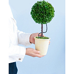 Декоративный искусственное растение Single boxwood варинант исполнения - 8 | Loft Concept в Липецке