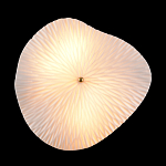 Бра в форме лепестка с рельефной текстурой FLOW варинант исполнения - 3 | Loft Concept в Липецке