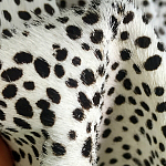 Мебельная ткань Искусственный мех  белый леопард 90 см T5-3 варинант исполнения - 3 | Loft Concept в Липецке