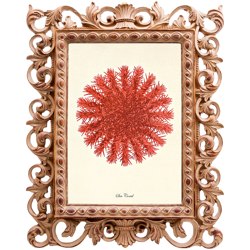Постер Red Sea Urchin Бежевый Красный Постер Red Sea Urchin Бежевый Красный в Липецке | Loft Concept