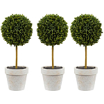 Декоративный искусственное растение Boxwood One варинант исполнения - 1 | Loft Concept в Липецке