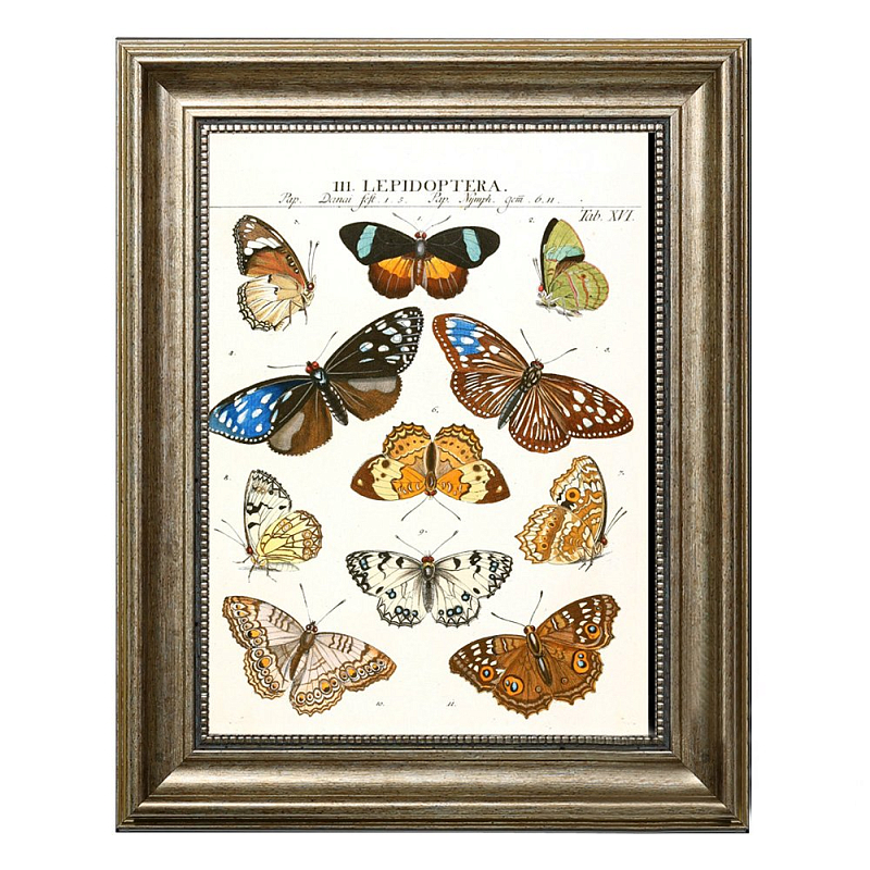 Постер Butterfly Collection Постер Butterfly Collection в Липецке | Loft Concept