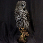 Чучело Совы таксидермия варинант исполнения - 3 | Loft Concept в Липецке