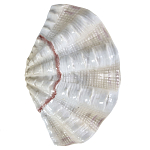 Фигурка из фарфора в виде одной створки ракушки Marine Tridacna варинант исполнения - 1 | Loft Concept в Липецке