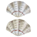 Фигурка из фарфора в виде одной створки ракушки Marine Tridacna варинант исполнения - 2 | Loft Concept в Липецке